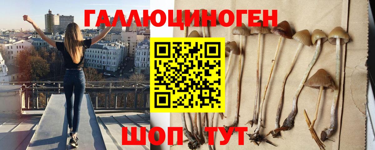 Бийск  купить   Вход с VPN  Псилоцибиновые грибы GOLDEN TEACHER 